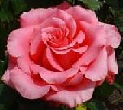unknow artist Realistic Pink Rose oil painting